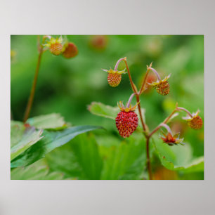 Póster Foto de jardín de fresa silvestre roja todavía cre