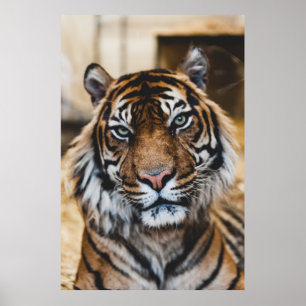 PÓSTER FOTO DE LA CARA DE TIGER