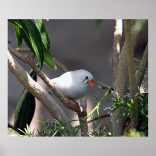 Póster Foto de la finca blanca de bonito