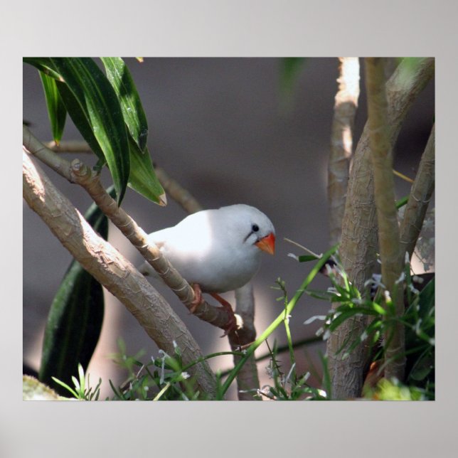 Póster Foto de la finca blanca de bonito (Frente)