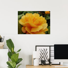 Póster Foto de la flor de la rosa dorada