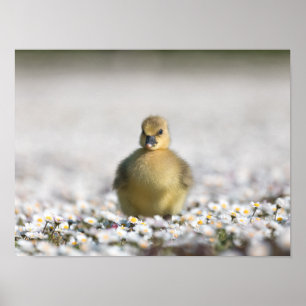 Póster Foto de la naturaleza chismosa