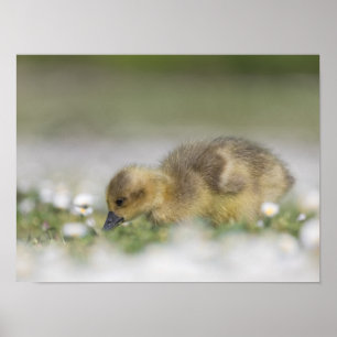 Póster Foto de la naturaleza chismosa