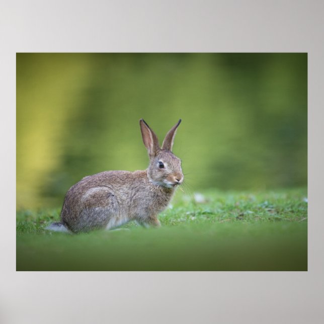 Póster Foto de la naturaleza de conejo conejo conejo cone (Frente)