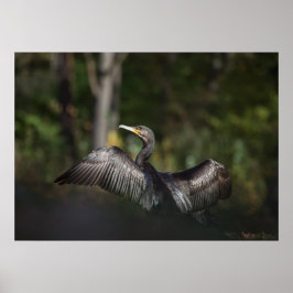 Póster Foto de la naturaleza de Cormorant