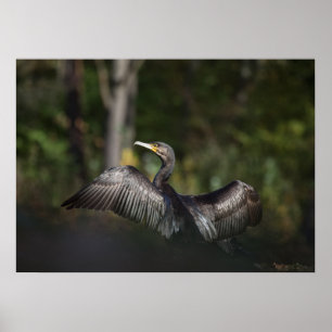Póster Foto de la naturaleza de Cormorant