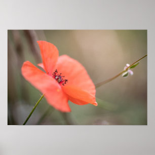 Póster Foto de la naturaleza de la amapola