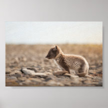 Foto de la naturaleza de la Fox Ártica