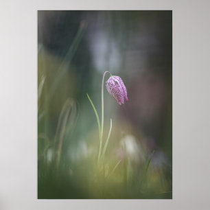 Póster Foto de la naturaleza de las flores de ajedrez
