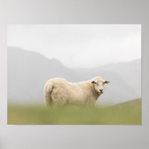Póster Foto de la naturaleza de las ovejas
