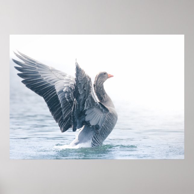 Póster Foto de la naturaleza de los gansos de Greylag (Frente)