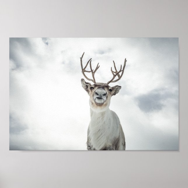 Póster Foto de la naturaleza de los renos (Frente)