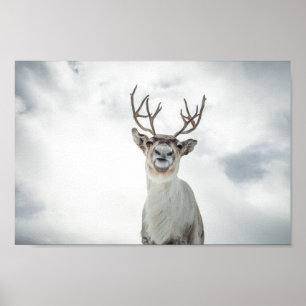 Póster Foto de la naturaleza de los renos