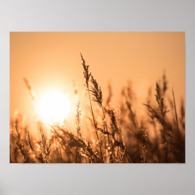Póster Foto de la naturaleza de Reed Sunset (Frente)