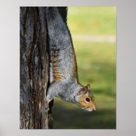 Póster Foto de la naturaleza de una ardilla gris oriental