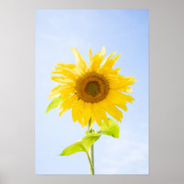 Póster Foto de la naturaleza del girasol