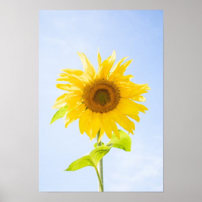 Póster Foto de la naturaleza del girasol (Frente)