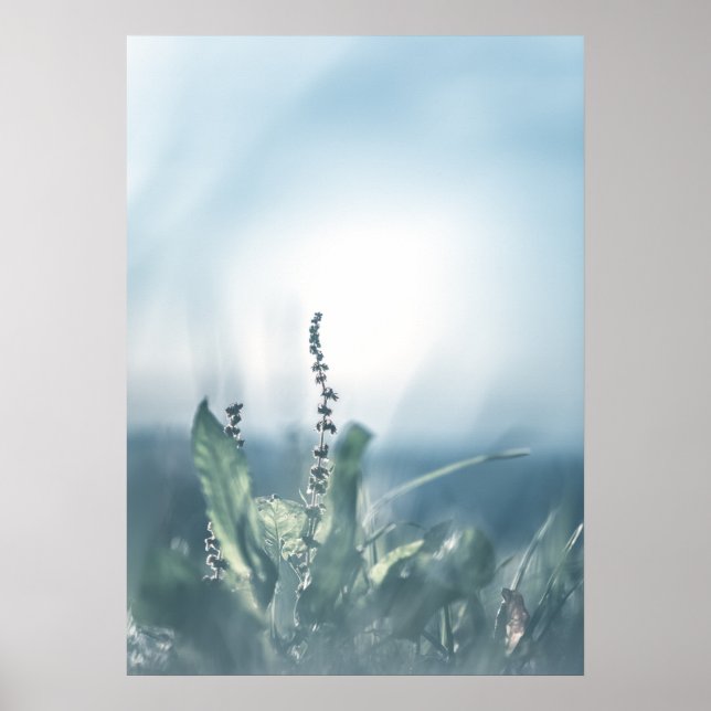 Póster Foto de la planta de Sorrel (Frente)