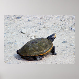Póster Foto de la tortuga