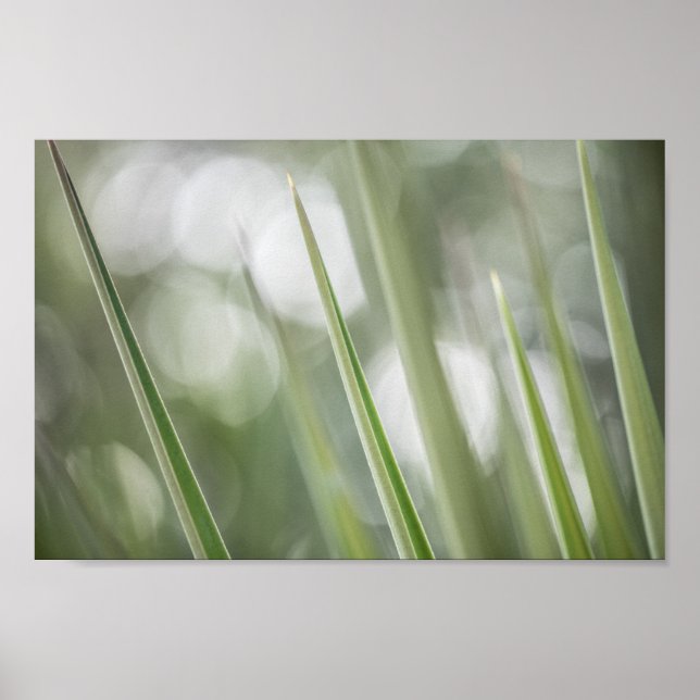 Póster Foto de la vegetación verde (Frente)