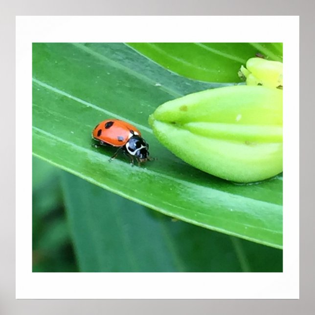 Póster Foto de Ladybug (Frente)