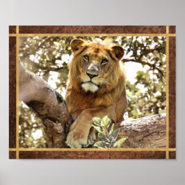 Póster Foto de León en un Árbol