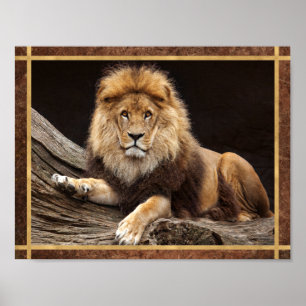 Póster Foto de León Gran Felino