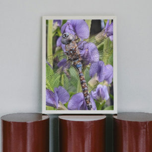 Póster Foto de libélula Blue-Eyed Darner