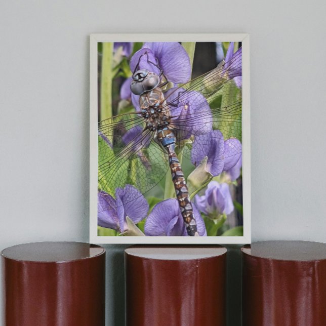 Póster Foto de libélula Blue-Eyed Darner (In Situ)