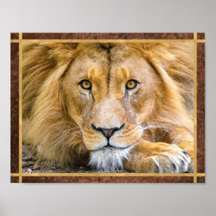 Póster Foto de Lion Face