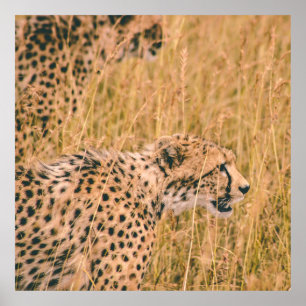 PÓSTER FOTO DE LOS ANIMALES OBJETIVO - LEOPARD