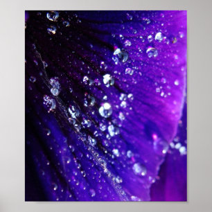 Póster Foto de los descensos del agua en la flor púrpura