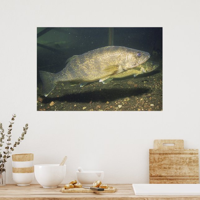 Póster Foto de Lucioperca en tanque (Cocina)