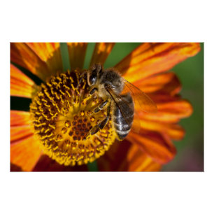 Póster Foto de macro Abeja de Miel Occidental