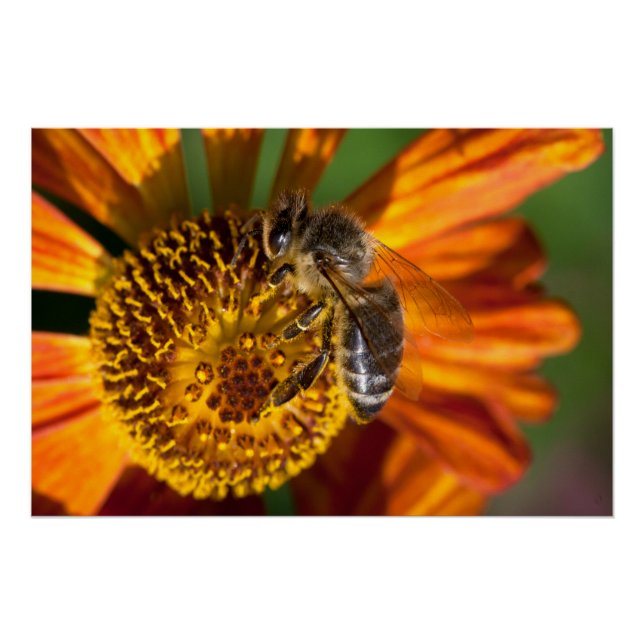 Póster Foto de macro Abeja de Miel Occidental (Anverso)