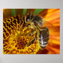 Póster Foto de macro Abeja de Miel Occidental