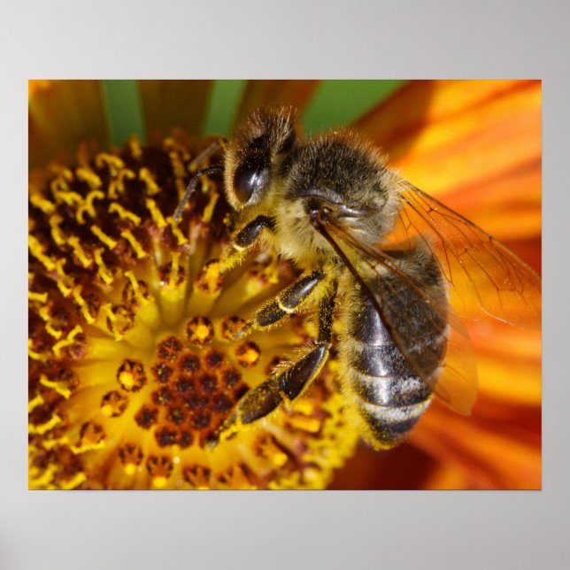 Póster Foto de macro Abeja de Miel Occidental (Frente)