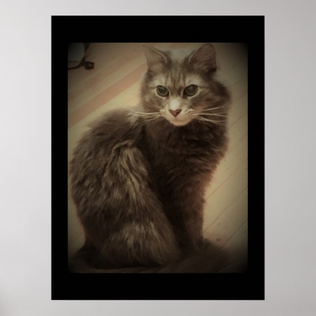 Póster Foto de Maine Coon Cat (Frente)