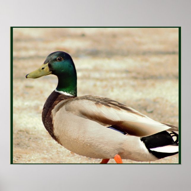 Póster Foto de Mallard Duck (Frente)