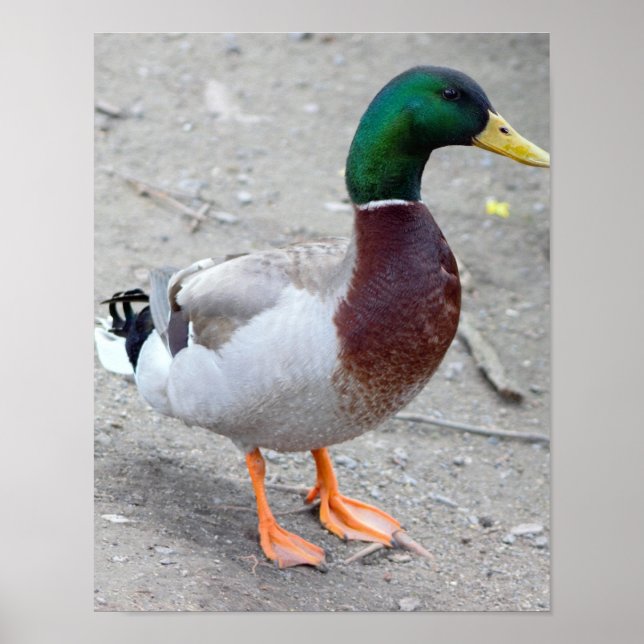 Póster Foto de Mallard Duck (Frente)