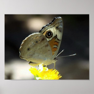Póster Foto de mariposa Buckeye en una flor amarilla