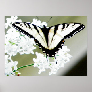 Póster Foto de mariposa de cola Swallowtail de tigre orie