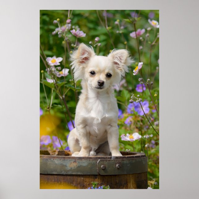 Póster Foto de Mascota de cachorros de perro chihuahua de (Frente)