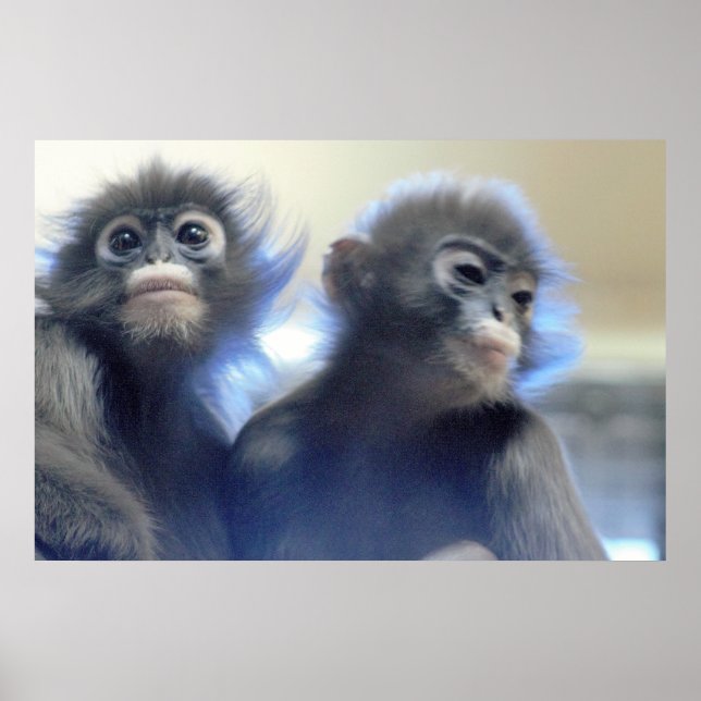 Póster Foto de Monkeys (Frente)