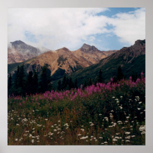 Póster Foto de montañas de margarita blanca y fireweed pú