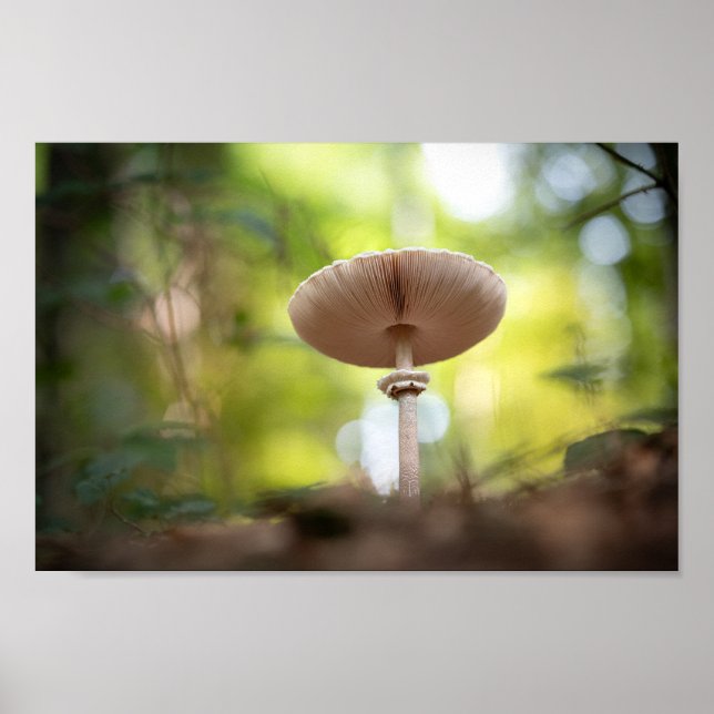 Póster Foto de Mushroom Nature (Frente)