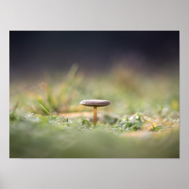 Póster Foto de Mushroom Nature (Frente)