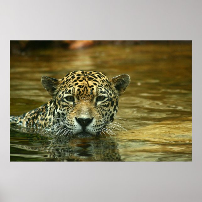 Póster Foto De Natación Jaguar (Frente)