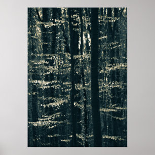 Póster Foto de naturaleza de bosque de hayas