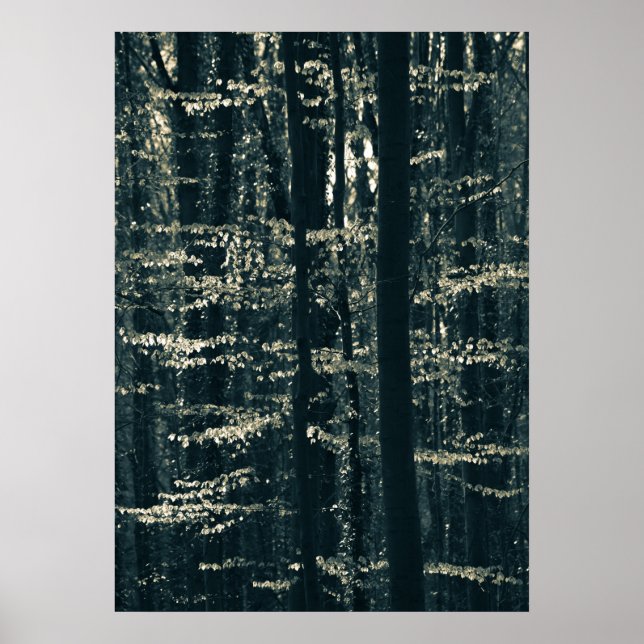 Póster Foto de naturaleza de bosque de hayas (Frente)